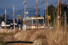 ダイコン君～♪