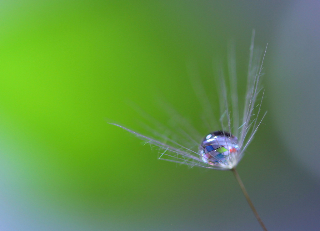 心海ＤＲＯＰＳ　15