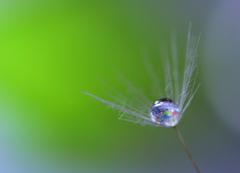 心海ＤＲＯＰＳ　15