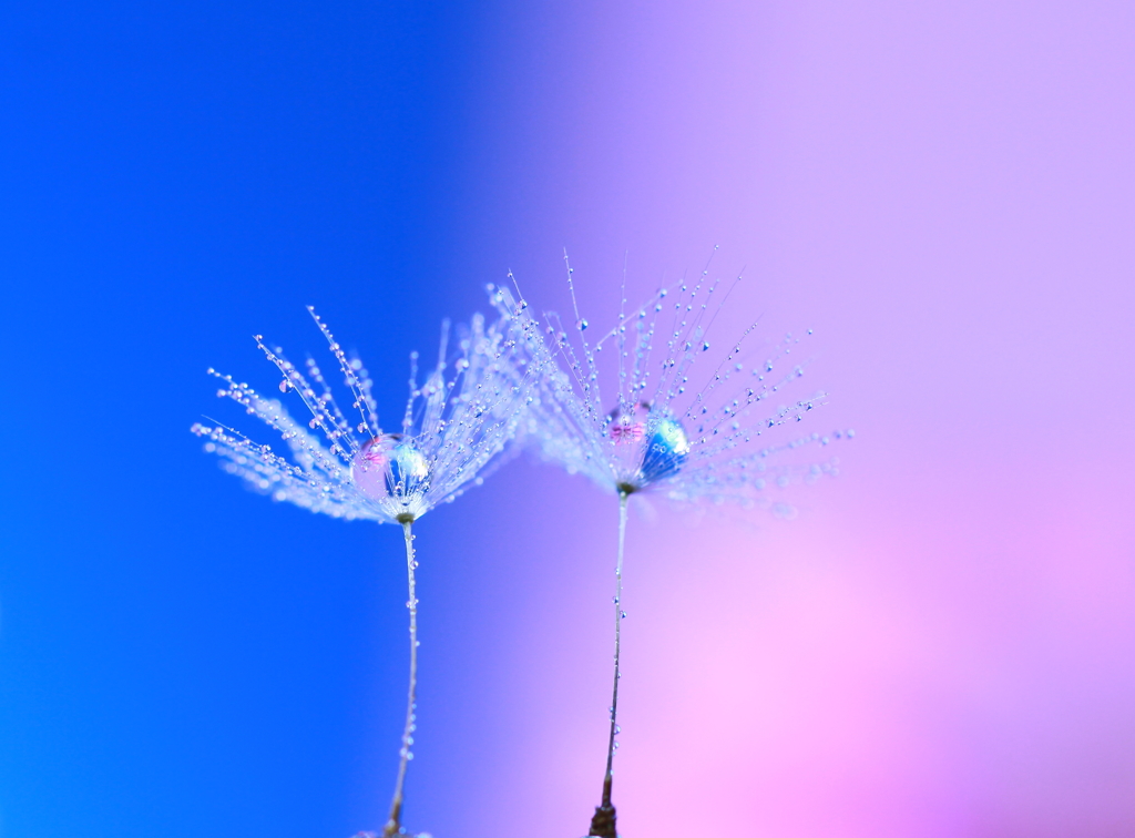 空蝉の舞い