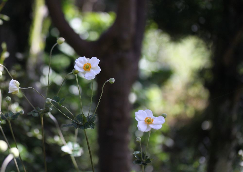 我が家のシュウメイギク