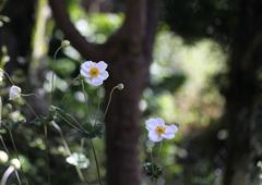 我が家のシュウメイギク