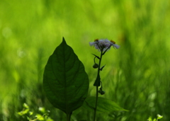 背比べしたくって・・・