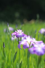 今この時を謳歌、わたしらしく