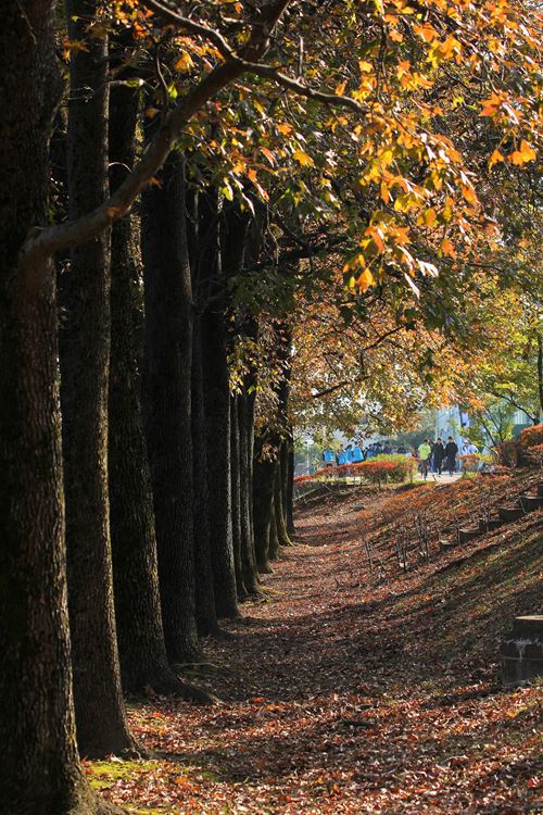 朝練習は紅葉の中で