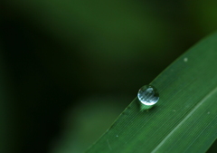 雫