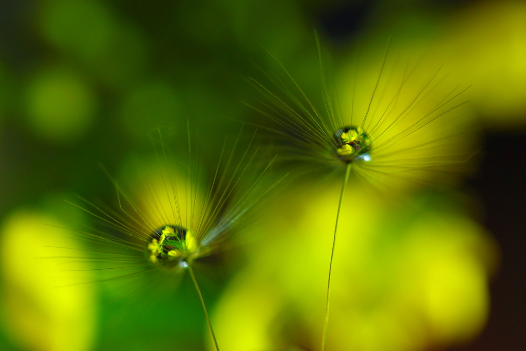 菜の花畑に降り