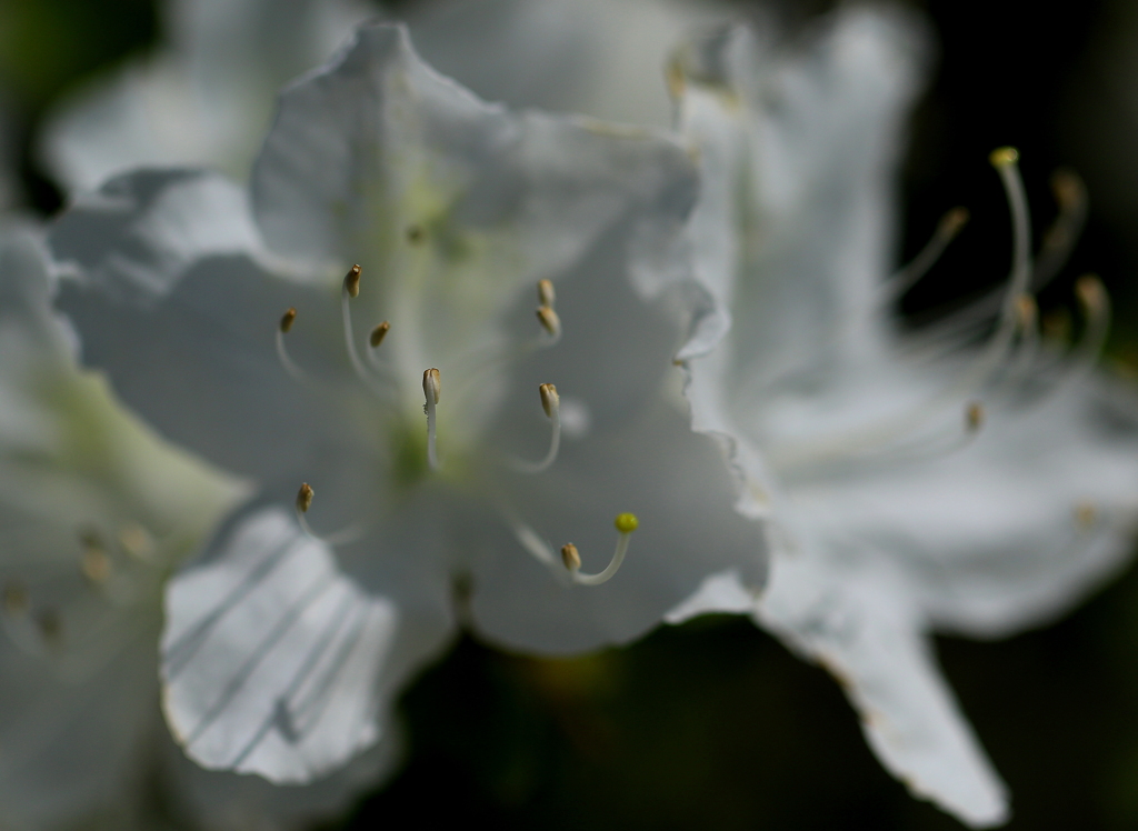 花芯