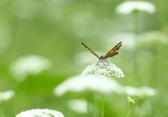 目と目が合って