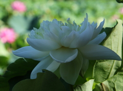 白い蓮の花