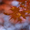 晩秋の紅葉 1