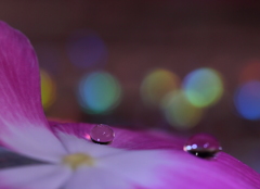 花びらの上