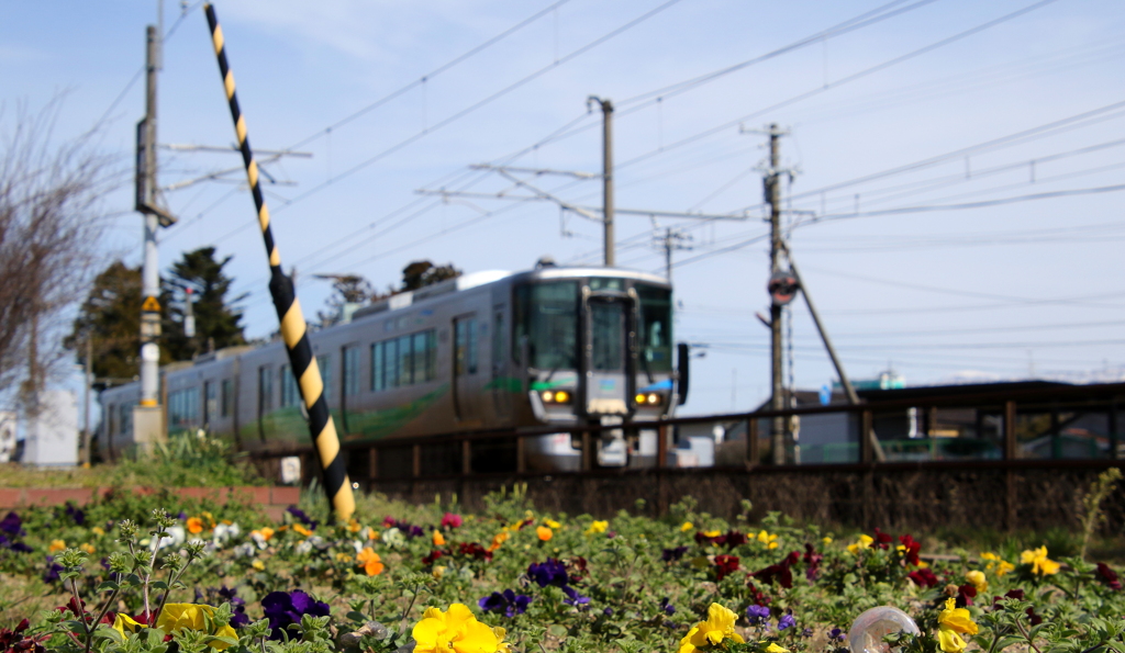 あいの風とやま鉄道　パンジーの咲く場所で・・・