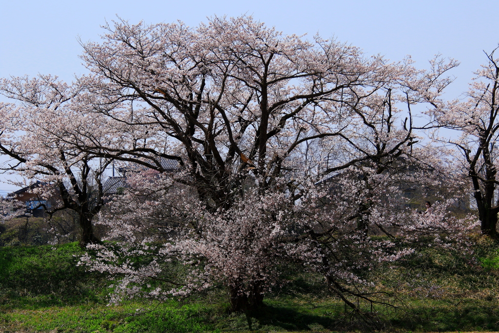 桜