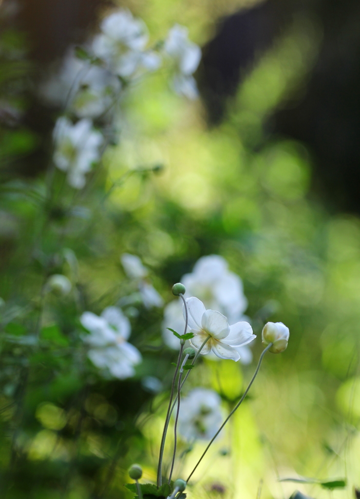 シュウメイギクの咲く庭