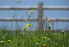 わたしはどこでしょう？　花の色と一緒です～♪