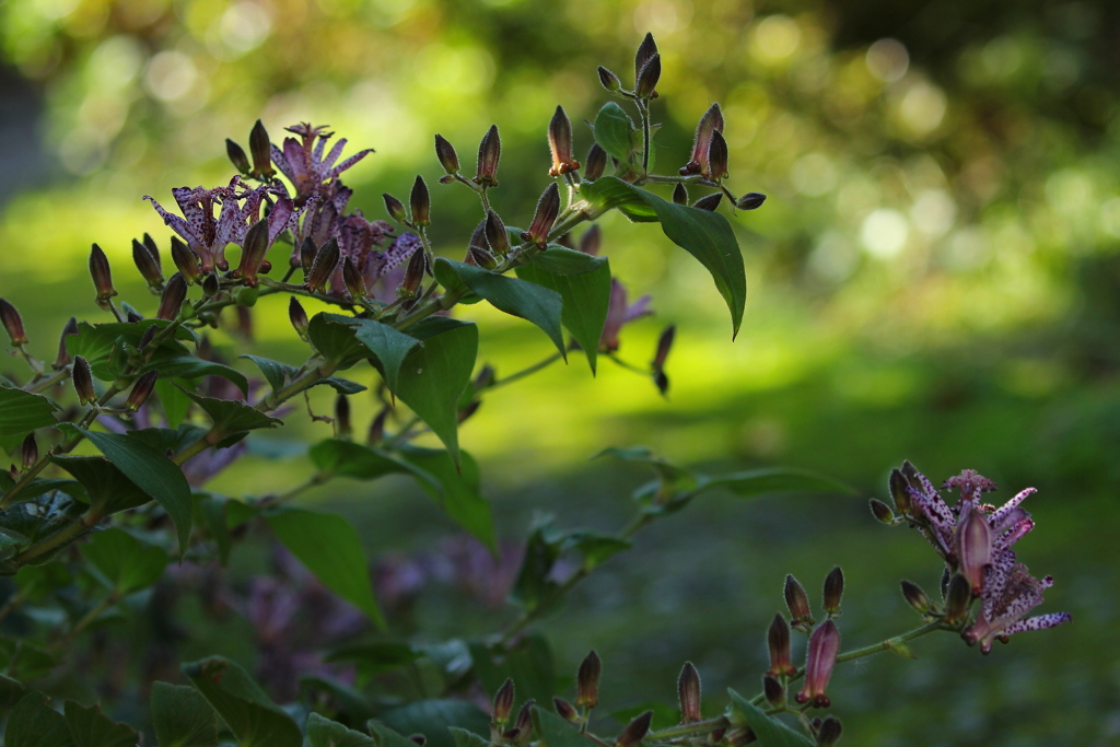 ホトトギスが咲く