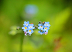 水色の小さな花