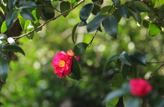山茶花