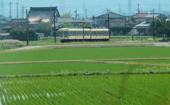 青田を走り抜けて