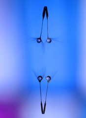 心海DROPS・・・アクロバット（色の変化）