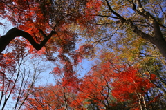 五百羅漢の紅葉