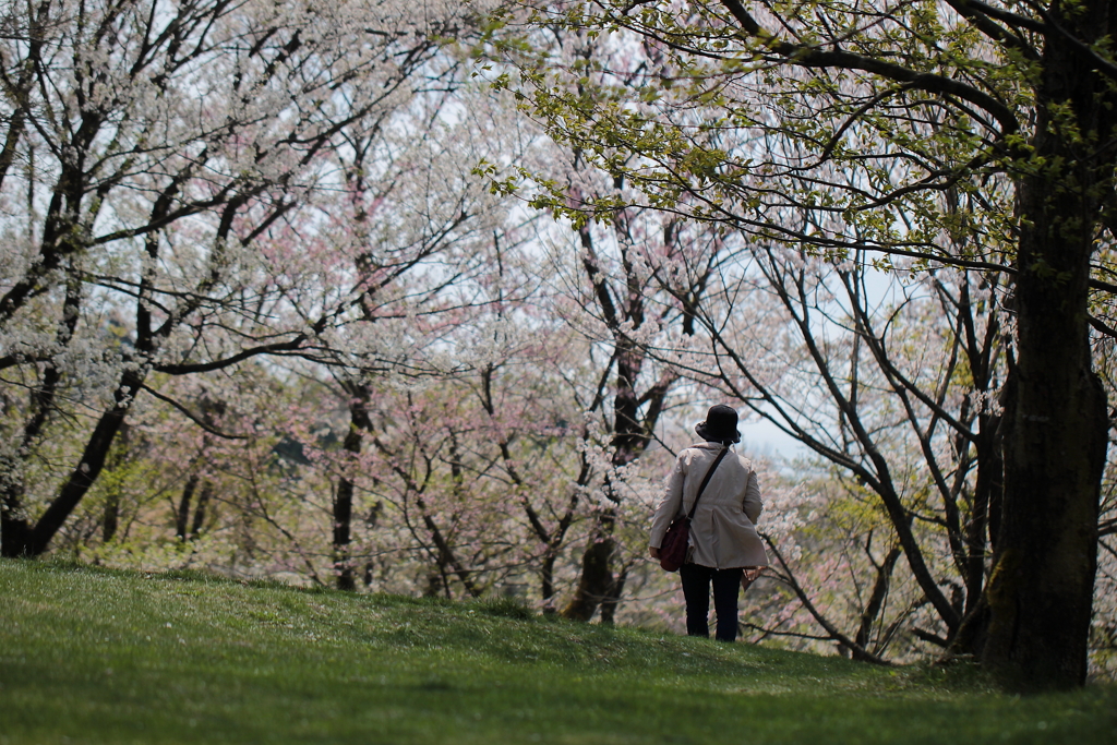 桜の散り際もいいものね、と呟く