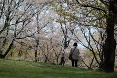 桜の散り際もいいものね、と呟く