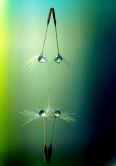 心海DROPS・・・アクロバット（acrobatics）