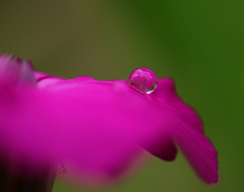 雨上がりの雫