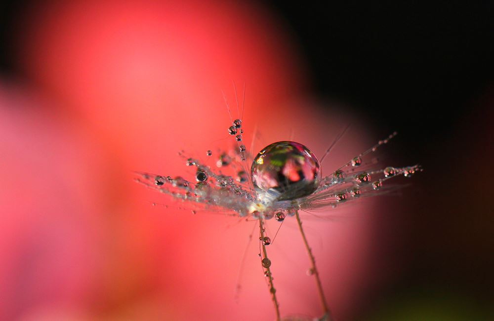 幻想花