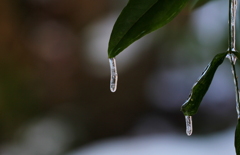 小さな氷柱