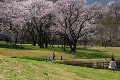 桜咲く