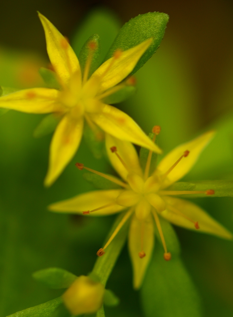 小さな黄色い花