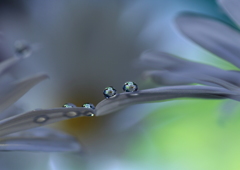 涙の数だけ強くなれる～♪