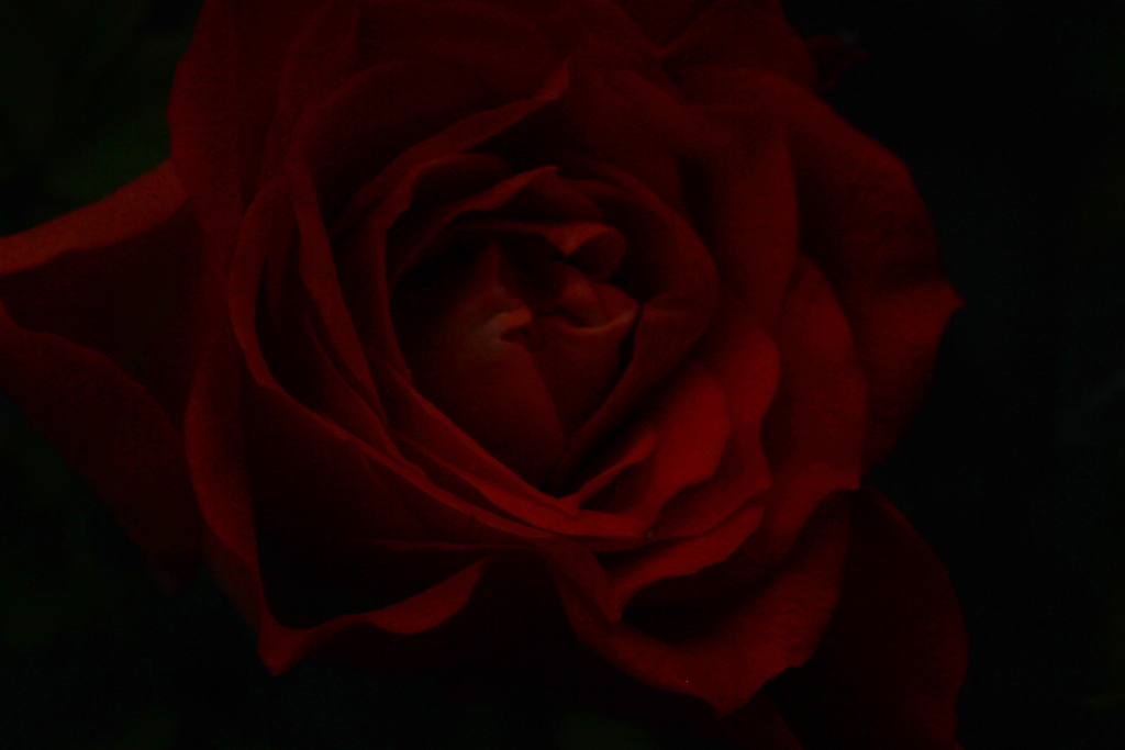 真紅の薔薇