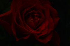 真紅の薔薇