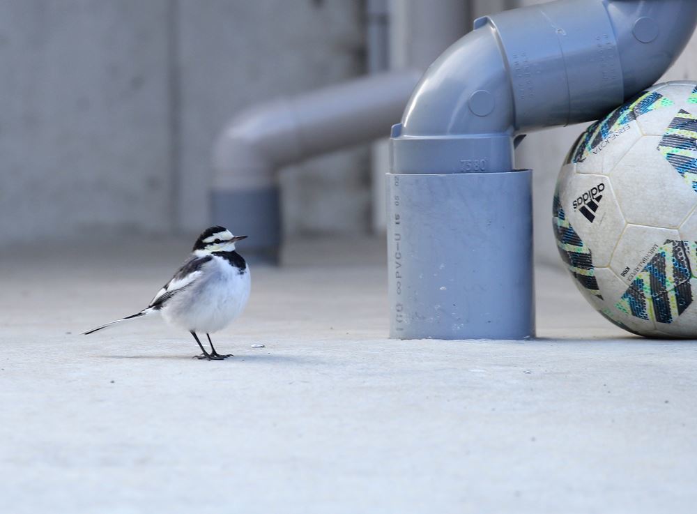 このボールで遊ぼうか？ちょっと大きすぎかな？