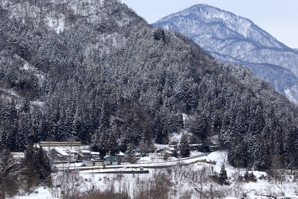 ダイコン君は走る～♪