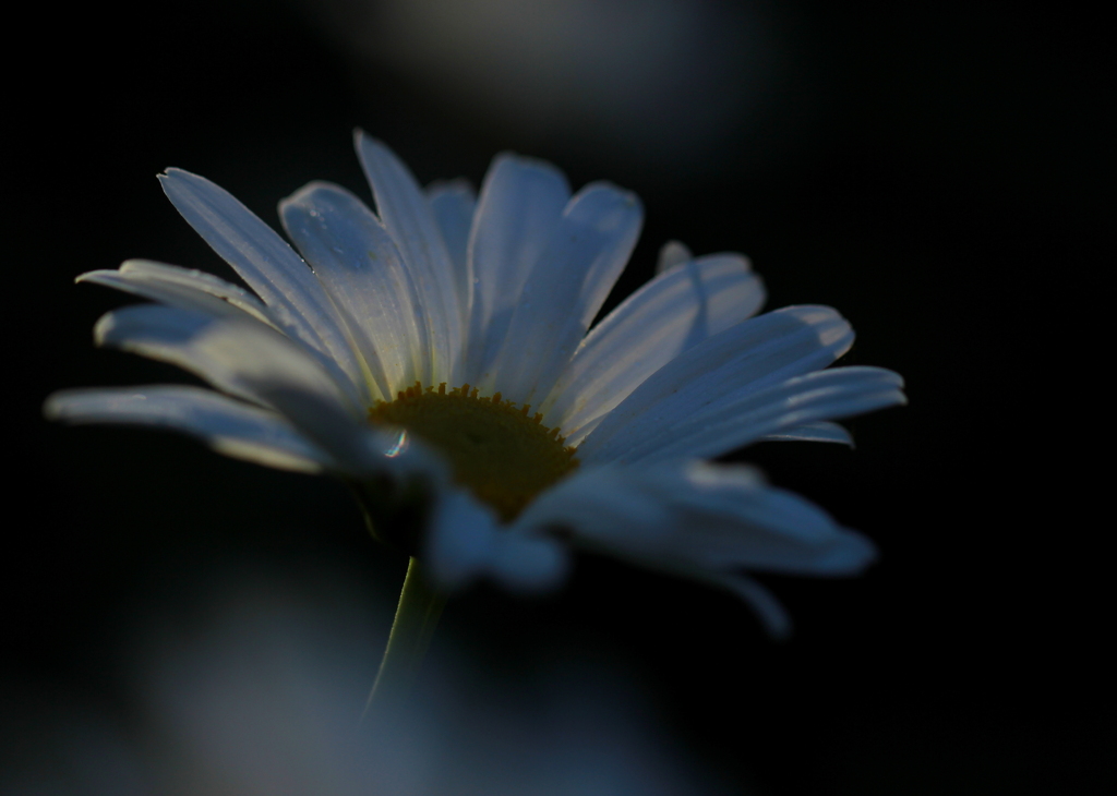 浜菊