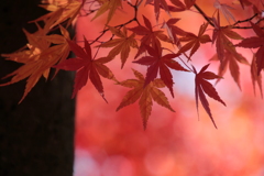 もみじ・・・紅葉～♪　心も紅葉