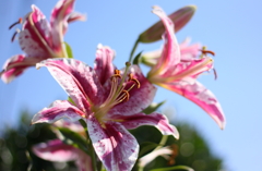 青空にカサブランカ