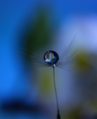 蒼