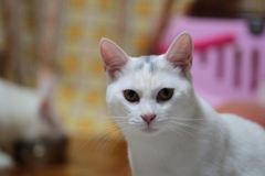 9月９日　今日が１歳の誕生日～おめでとう(*´∀｀)　サム