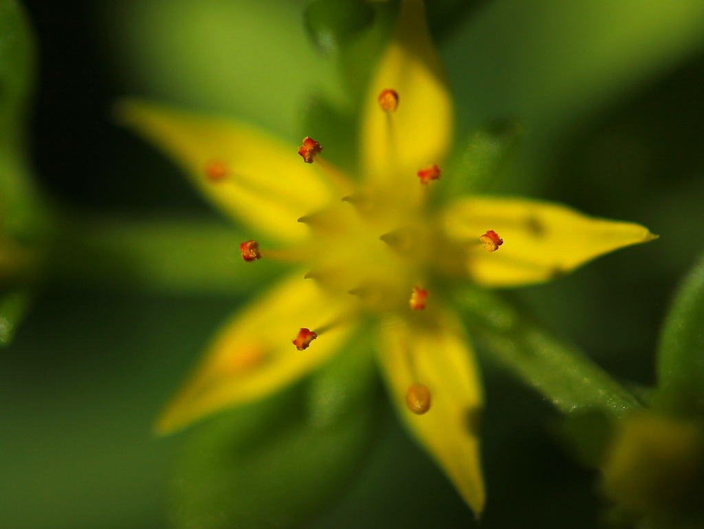 花芯（小さな黄色い花）