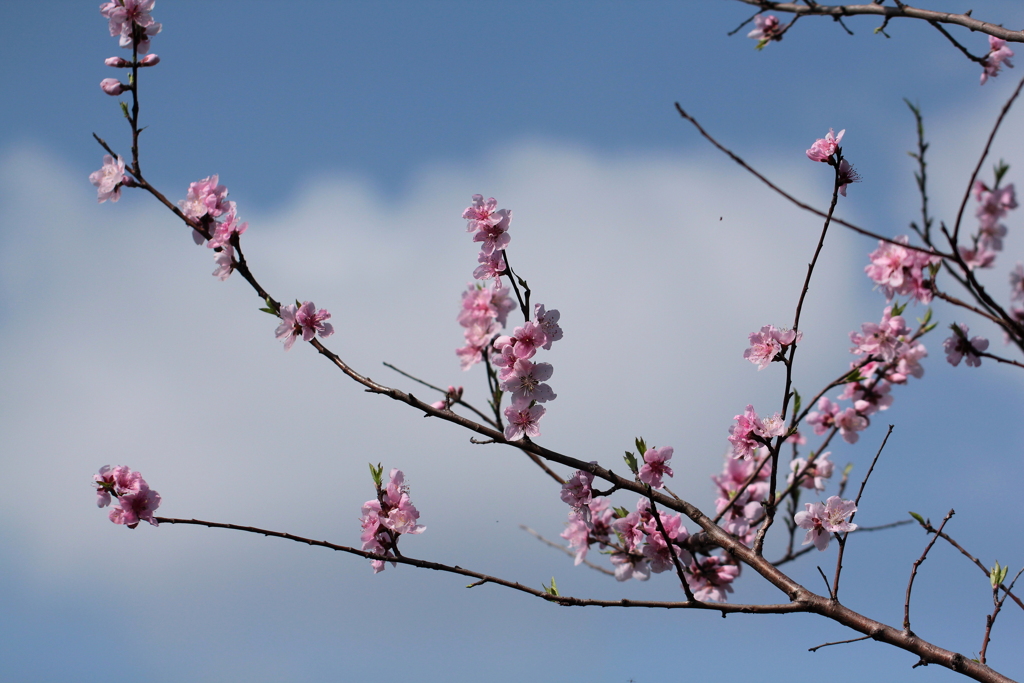 桃の花