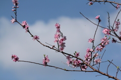 桃の花