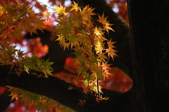 今は昔、散りゆくも・・・。