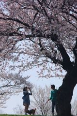 桜の木の下で