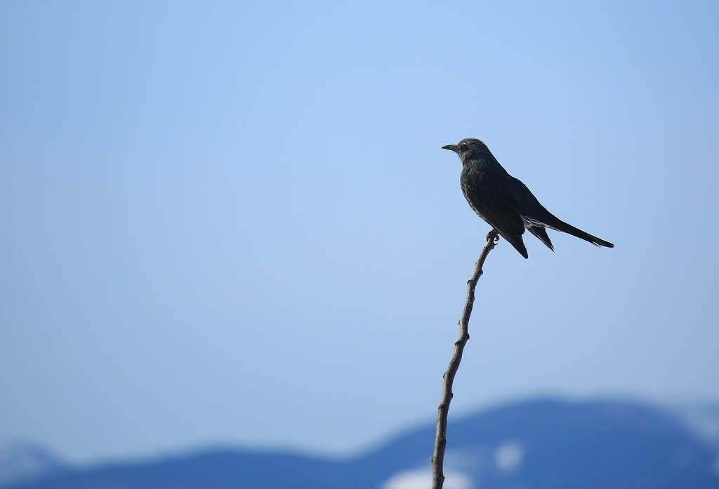 春を待つ鳥・・・